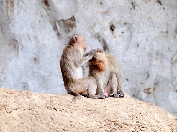 Thai Asiatica Scimmia Selvatica Facendo Varie Attività — Foto Stock