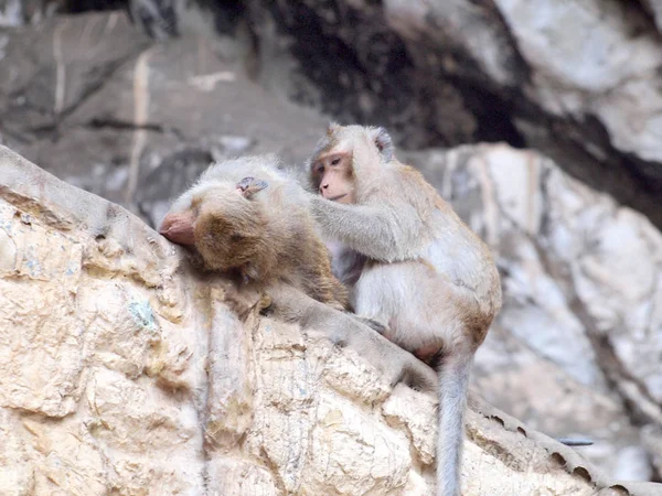 Tailandês Asiático Macaco Selvagem Fazendo Várias Atividades — Fotografia de Stock