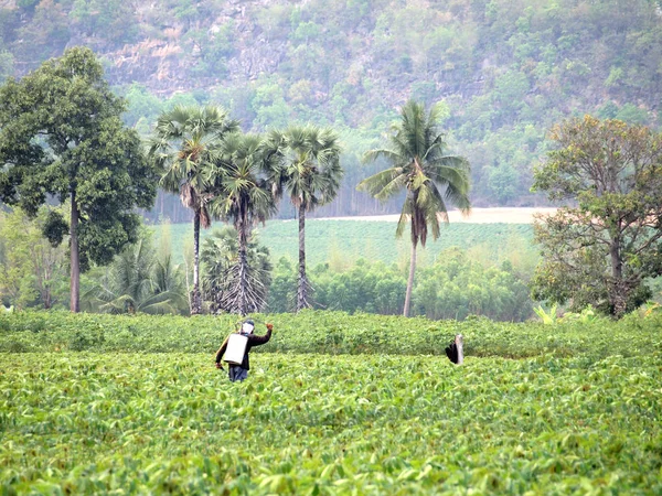 Farmer Spraying Pesticide Cassava Field — Stock Photo, Image
