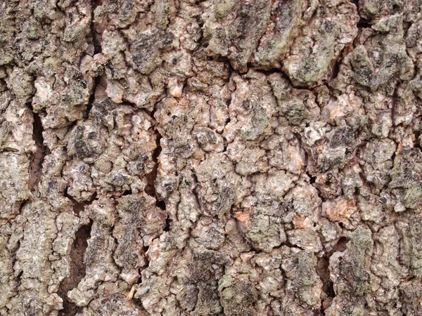 Ağaç kabuğu dokusu kapat