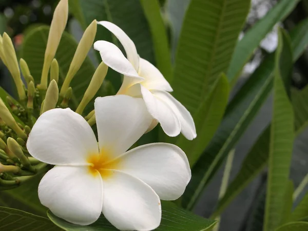 White Yellow Plumeria Frangipani Flowers — Stock Photo, Image