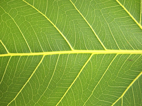 Textura Hoja Verde Cerca —  Fotos de Stock