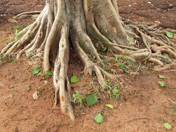 Árbol Forestal Con Raíces —  Fotos de Stock