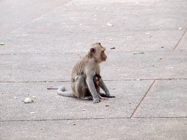 Thinking Monkey Close — Stock Photo, Image