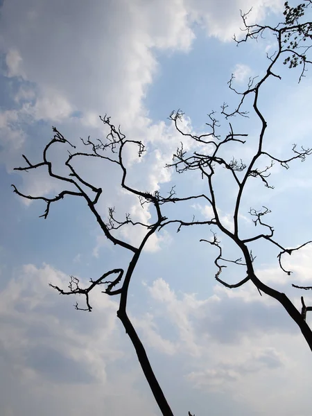 Black and white tree without leaves silhouette