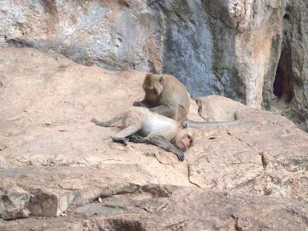 泰国亚洲野生猴子做各种活动 — 图库照片