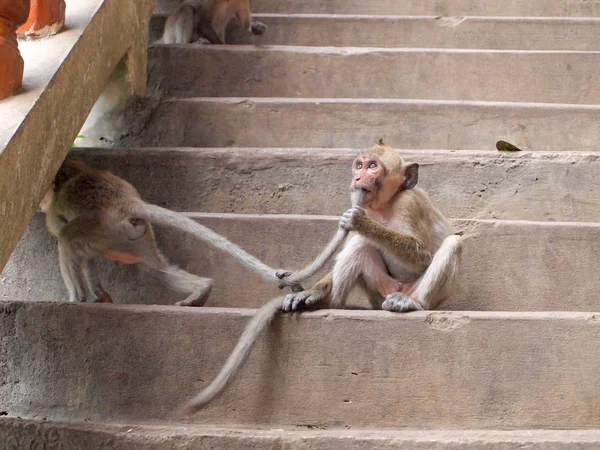 Thinking monkey closeup on stair