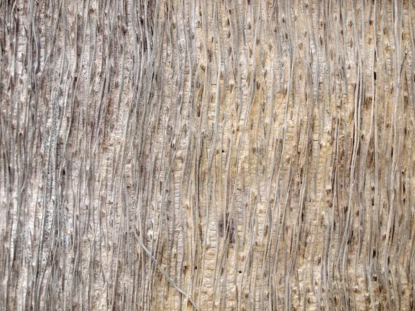 Tree Bark Texture Close — Stock Photo, Image