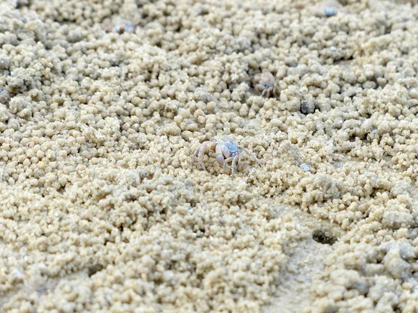 Küçük Hayalet yengeçler delikler kum kazma