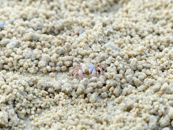 Küçük Hayalet yengeçler delikler kum kazma