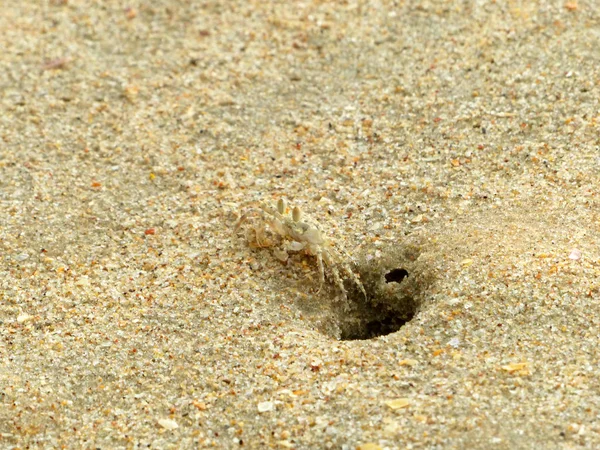 Petits Crabes Fantômes Creusant Des Trous Dans Sable — Photo