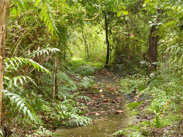 Rural Road Green Forest — Stock Photo, Image