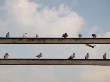 Çok sayıda güvercin yakın çekim