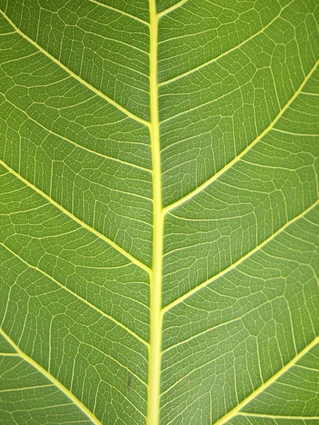 Green Leaf Texture Close — Stock Photo, Image