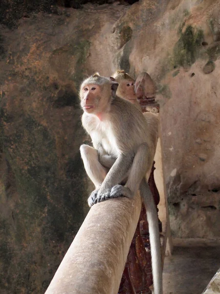 Denkende Affen Nahaufnahme Auf Der Treppe — Stockfoto