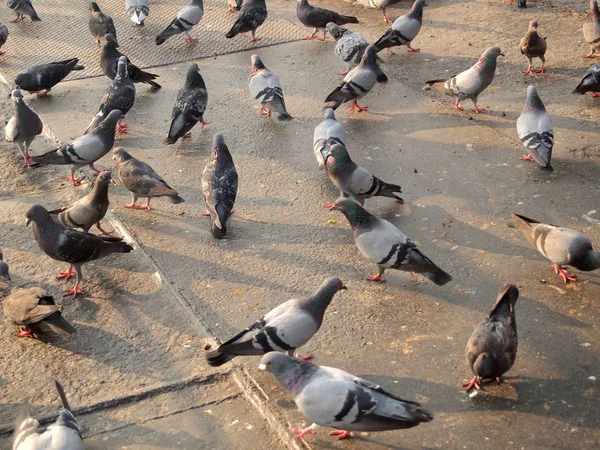 Beaucoup Pigeons Rapprochent — Photo