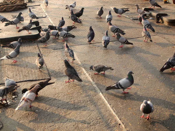 Beaucoup Pigeons Rapprochent — Photo