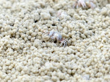 Küçük Hayalet yengeçler delikler kum kazma