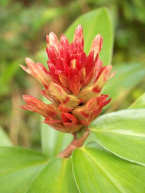 Ormanda kırmızı çiçek