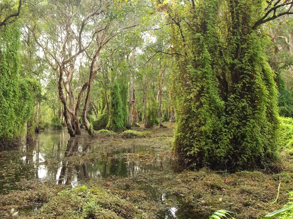 Mangrov Orman Gölge Ağacı — Stok fotoğraf