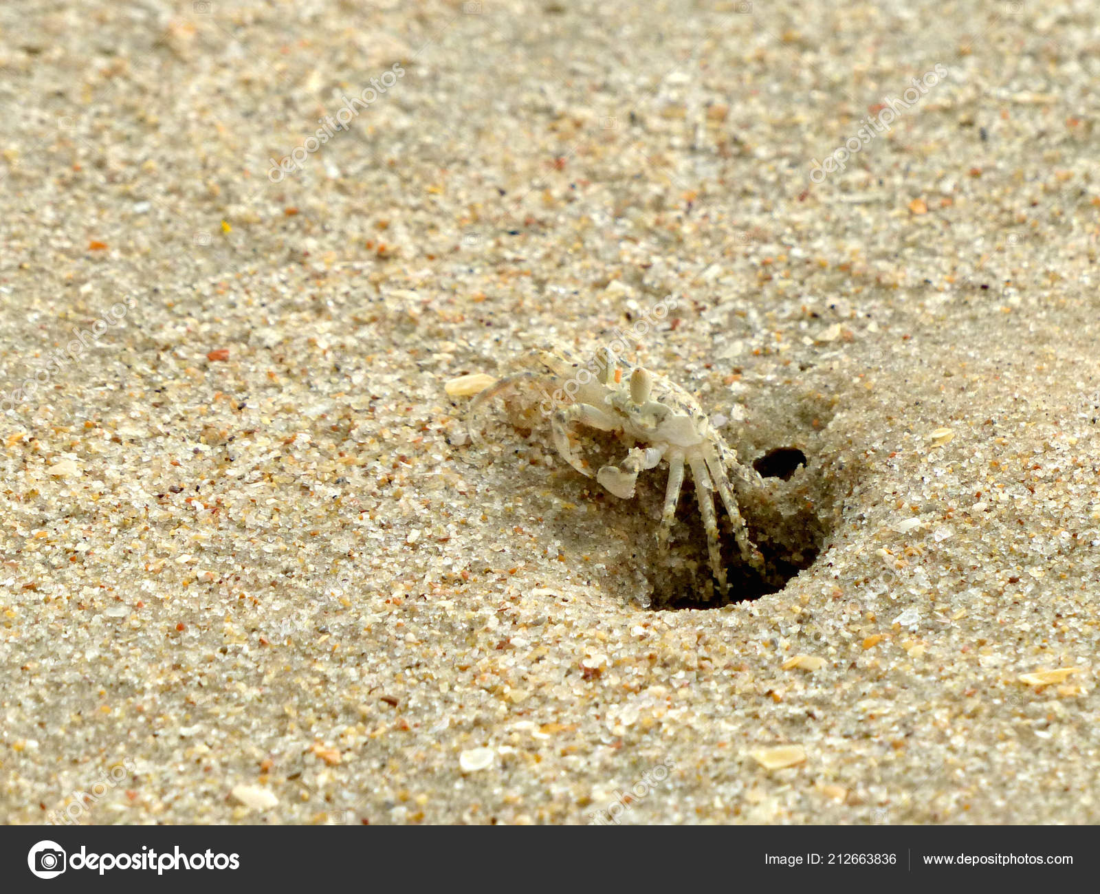 Tiny Ghost Crabs Digging Holes Sand Stock Photo C Paisan191 212663836