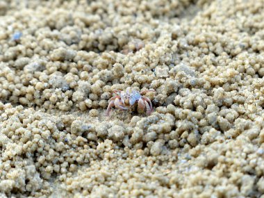 Küçük Hayalet yengeçler delikler kum kazma