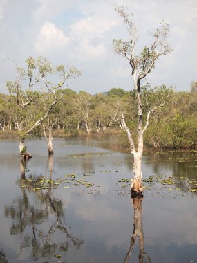 Mangrov orman ve gölge ağacı