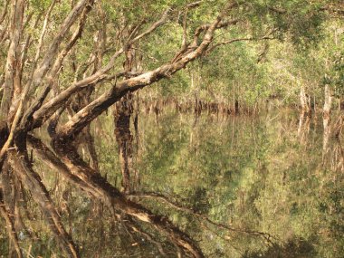 Mangrov orman ve gölge ağacı