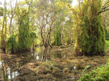 Mangrov orman ve gölge ağacı