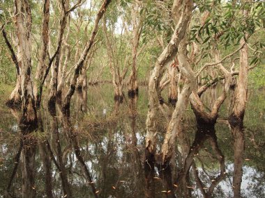 Mangrov orman ve gölge ağacı