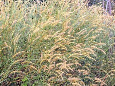 otlak doku doğa arka plan