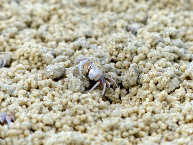 Küçük Hayalet yengeçler delikler kum kazma