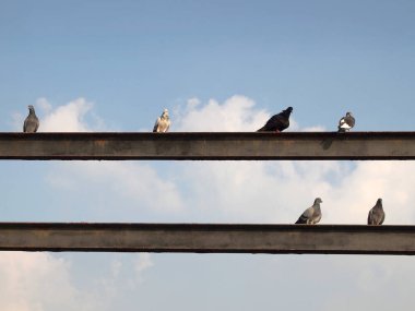 Çok sayıda güvercin hayvan arka plan