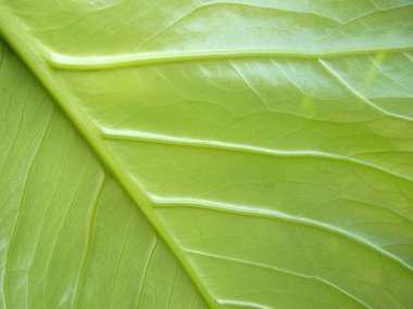 Yeşil yaprak, kapat