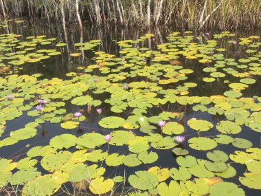 Lotus ve mangrov orman 