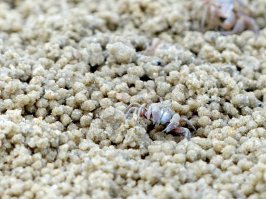 Küçük Hayalet yengeçler delikler kum kazma