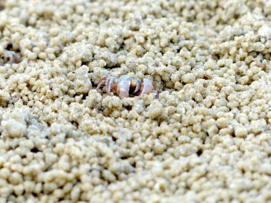 Küçük Hayalet yengeçler delikler kum kazma