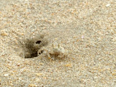 Küçük Hayalet yengeçler delikler kum kazma