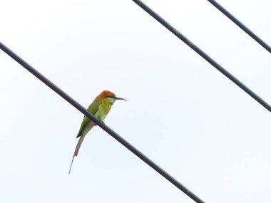 Kestane başlı Arı yiyen güç hatları