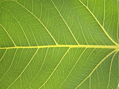 Yeşil yaprak, kapat