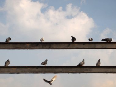 Çok sayıda güvercin hayvan yakın çekim