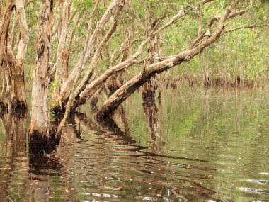 Mangrov orman ve gölge ağacı