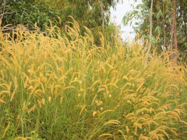 otlak doğa kapatmak arka plan