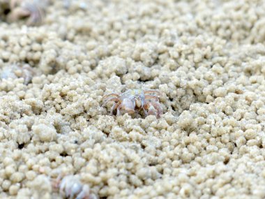 Küçük Hayalet yengeçler delikler kum kazma