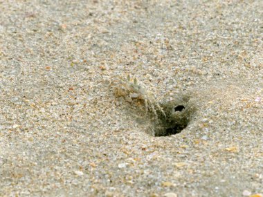 Küçük Hayalet yengeçler delikler kum kazma