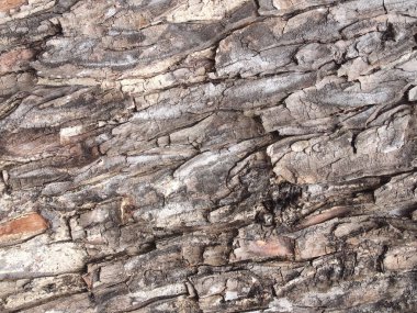 ağaç kabuğu dokusu arkaplanı