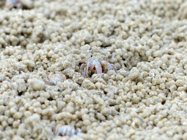 Küçük Hayalet yengeçler delikler kum kazma