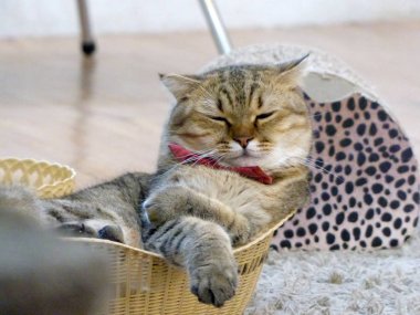 Uyuyan kedi hayvan portre