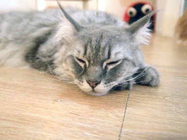 Uyuyan kedi yakın kadar