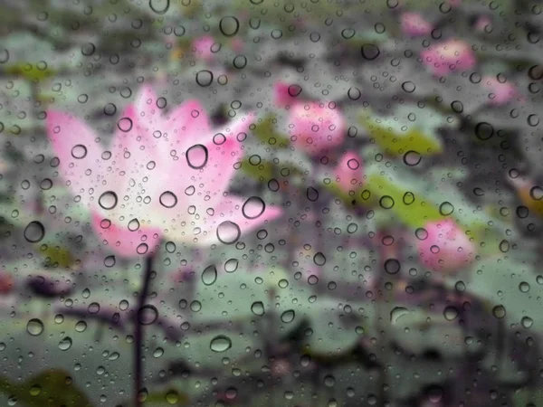 นหยดของฝนบนพ นหล งแก ดอกบ วจากจ ดโฟก — ภาพถ่ายสต็อก